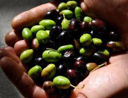 Immagine 2 di OLIO EXTRAVERGINE DI OLIVA CULTIVAR FRANTOIO