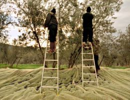 Immagine 3 di OLIO EXTRAVERGINE DI OLIVA CULTIVAR FRANTOIO