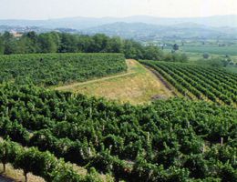 Immagine 3 di COLLIO D.O.C. RIBOLLA GIALLA FONDAZIONE VILLA RUSSIZ