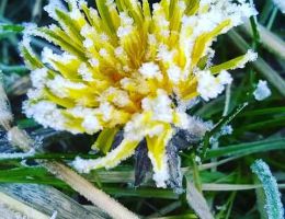 Immagine 4 di COLLIO D.O.C. RIBOLLA GIALLA FONDAZIONE VILLA RUSSIZ