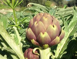 Immagine 4 di CARCIOFO ROMANO I.G.P. SOTT'OLIO