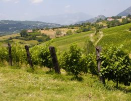 Immagine 4 di ATINA CABERNET RISERVA D.O.C. REALMAGONA