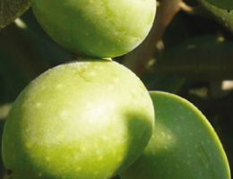 Immagine 2 di OLIO EXTRAVERGINE DI OLIVA CULTIVAR ITRANA