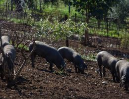 Immagine 4 di PROSCIUTTO CRUDO DA SUINO NERO CASERTANO STAGIONATO 24 MESI