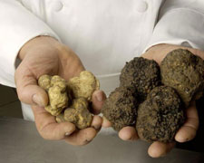 Immagine 1 di Il Tartufo Bianco di Campoli