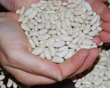 Immagine 1 di Fagiolo Cannellino di Atina D.O.P.