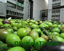 Immagine 1 di OLIO EXTRAVERGINE DI OLIVA BIO BLEND DI CATEGORIA SUPERIORE