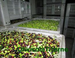 Immagine 4 di OLIO EXTRAVERGINE DI OLIVA BIO BLEND DI CATEGORIA SUPERIORE