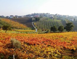 Immagine 4 di MONTEPULCIANO D'ABRUZZO D.O.C. EMIDIO PEPE