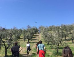 Immagine 3 di OLIO EXTRAVERGINE DI OLIVA D.O.P. GOLDEN DI QUALITA' SUPERIORE