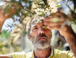 Immagine 4 di OLIO EXTRAVERGINE DI OLIVA D.O.P. GOLDEN DI QUALITA' SUPERIORE