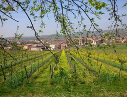 Immagine 2 di SOAVE VALPOLICELLA SUPERORE D.O.C.G. RUBERPAN