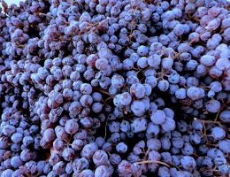 Immagine 3 di AMARONE DELLA VALPOLICELLA D.O.C.G CORTE SANT'ALDA