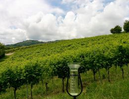 Immagine 4 di AMARONE DELLA VALPOLICELLA D.O.C.G CORTE SANT'ALDA