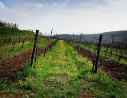 Immagine 3 di VENETO ROSSO I.G.T. INAMA  CARMENERE PIU'