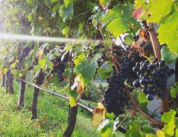 Immagine 5 di VENETO ROSSO I.G.T. INAMA  CARMENERE PIU'