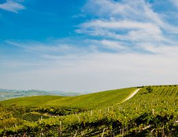 Immagine 3 di VALPOLICELLA SUPERIORE D.O.C TELOS IL ROSSO