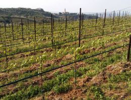 Immagine 5 di VALPOLICELLA SUPERIORE D.O.C TELOS IL ROSSO