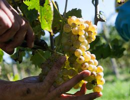 Immagine 3 di LUGANA D.O.C. SUPERIORE CAMPO SERA