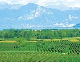 Immagine 4 di LUGANA D.O.C. SUPERIORE CAMPO SERA