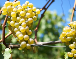 Immagine 3 di A.A. GEWURZTRAMINER VIGNA KASTELAZ D.O.C. FAVORITES