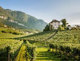 Immagine 5 di A.A. GEWURZTRAMINER VIGNA KASTELAZ D.O.C. FAVORITES