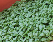 Immagine 1 di BAJEICO