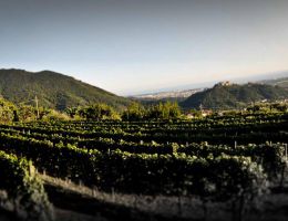 Immagine 4 di LIGURIA DI LEVANTE BIANCO I.G.T. LEUKOTEA CANTINE LUNAE