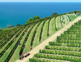 Immagine 3 di COLLI PESARESI PINOT NERO  D.O.C RIVE ZOTTOZONA FOCARA