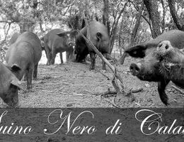 Immagine 2 di PROSCIUTTO CRUDO DI SUINO  NERO DI CALABRIA