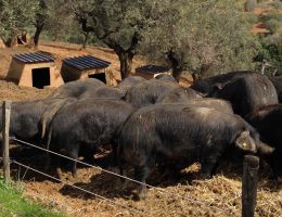 Immagine 3 di PROSCIUTTO CRUDO DI SUINO  NERO DI CALABRIA