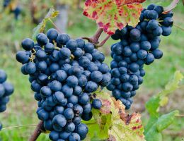 Immagine 2 di COLLI DI LUNI ROSSO D.O.C. VILLA IL CHIOSO