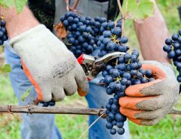 Immagine 3 di COLLI DI LUNI ROSSO D.O.C. VILLA IL CHIOSO