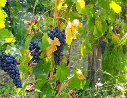 Immagine 4 di COLLI DI LUNI ROSSO D.O.C. VILLA IL CHIOSO