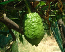 Immagine 1 di Agrumi I.G.P.