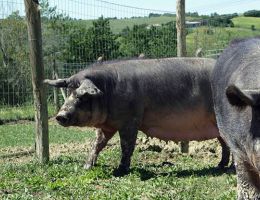 Immagine 5 di PROSCIUTTO CRUDO DI MORA ROMAGNOLA  AGRI SALUMIFICIO ZAVOLI