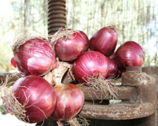 Immagine 1 di Cipolla Rossa di Tropea I.G.P.