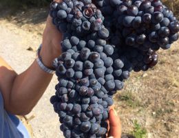 Immagine 3 di POGGIOMANDORLO I.G.T. TOSCANA ROSSO