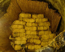 Immagine 5 di PECORINO DI FOSSA D.O.P.