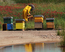 Immagine 1 di Miele della Valle di Orcia