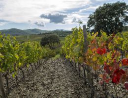 Immagine 2 di LE SUGHERE DI FRASSINELLO D.O.C. MAREMMA TOSCANA