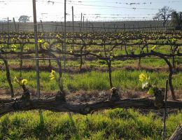 Immagine 2 di MORELLINO DI SCANSANO D.O.C.G. ROGGIANO RISERVA