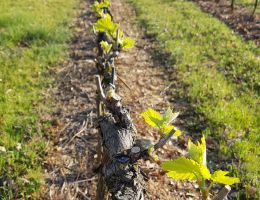 Immagine 3 di MORELLINO DI SCANSANO D.O.C.G. ROGGIANO RISERVA