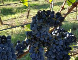 Immagine 4 di MORELLINO DI SCANSANO D.O.C.G. ROGGIANO RISERVA