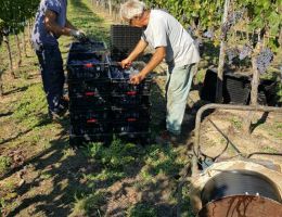 Immagine 5 di MORELLINO DI SCANSANO D.O.C.G. ROGGIANO RISERVA