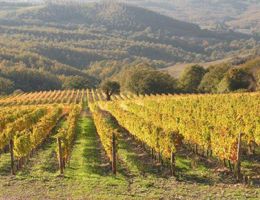 Immagine 2 di TEMERARIO PINOT NERO MAREMMA TOSCANA D.O.C.