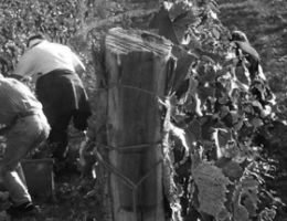 Immagine 3 di TEMERARIO PINOT NERO MAREMMA TOSCANA D.O.C.