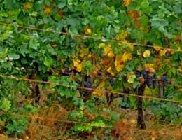 Immagine 5 di TEMERARIO PINOT NERO MAREMMA TOSCANA D.O.C.