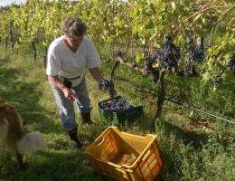 Immagine 2 di SAN LORENZO CILIEGIOLO MAREMMA TOSCANA I.G.T.