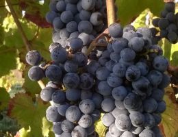 Immagine 3 di SAN LORENZO CILIEGIOLO MAREMMA TOSCANA I.G.T.